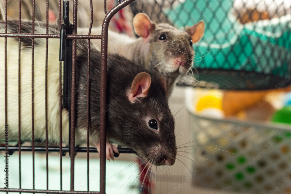 Obraz premium Pet Rat Friends