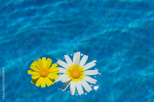 white and yellow blossom swim togehter in blue water