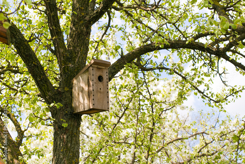birdhouse on the tree trunk