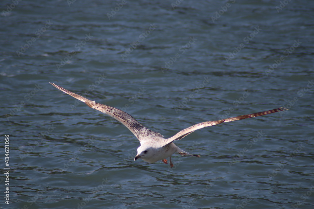Fototapeta premium seagull in flight
