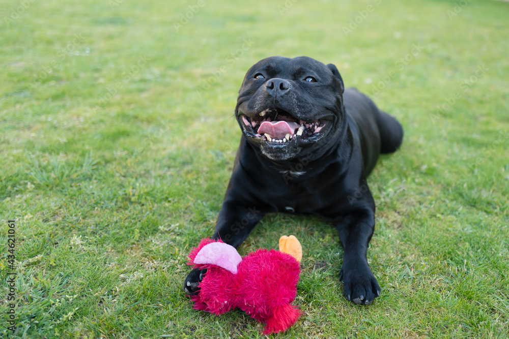 Happy, smiling Staffordshire Bull Terrier dog lying on grass with a red toy in front of him. Happy, smiling Staffordshire Bull Terrier dog lying on grass with a red toy in front of him.