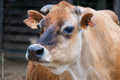 Close-up of a cow in the corral