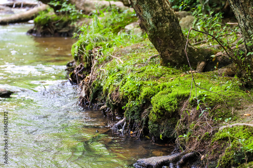 lush green moss on the banks of the Big Creek river with rushing river water and lush green trees at Vickery Creek in Roswell Georgia photo