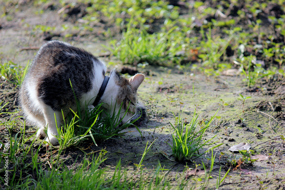 Fototapeta premium cat in the garden
