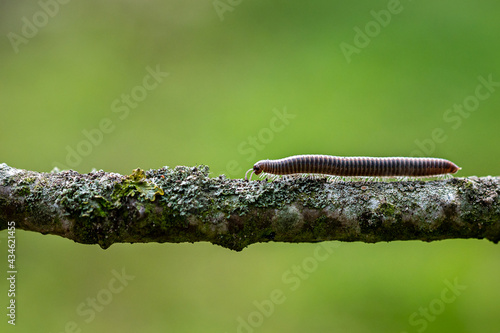 Striped Millipede,  ommatoiulus sabulosus, walking along a tree twig photo