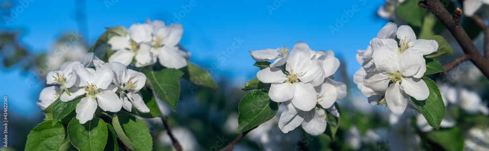 White blooming on an apple tree in the garden, background. White blooming on an apple tree in the garden, background.