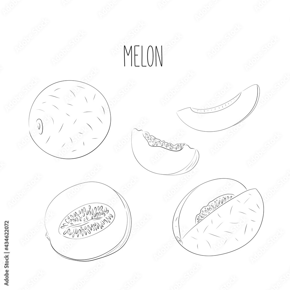 Set of hand drawn vector illustration of black ink line melon fruit against white background. Whole, sliced, sliced melon. Design for fabric, paper, menu, cuisine, cafes and restaurants.