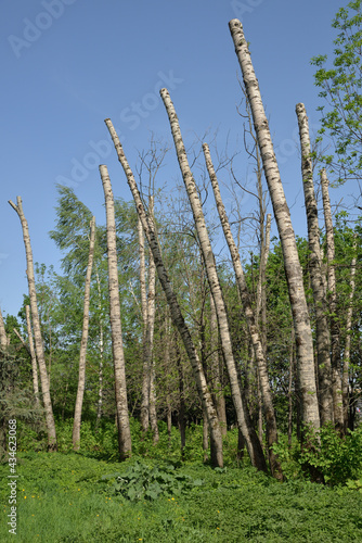Cut tops of aspen tree in early spring in park