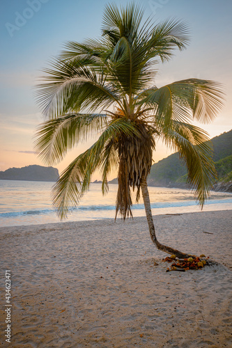 tree on the beach