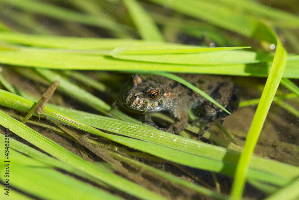 The European fire-bellied toad (lat. Bombina bombina), of the family Bombinatoridae. The European fire-bellied toad (lat. Bombina bombina), of the family Bombinatoridae.