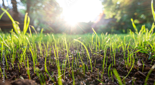 Sunrise over a turf of new grass.