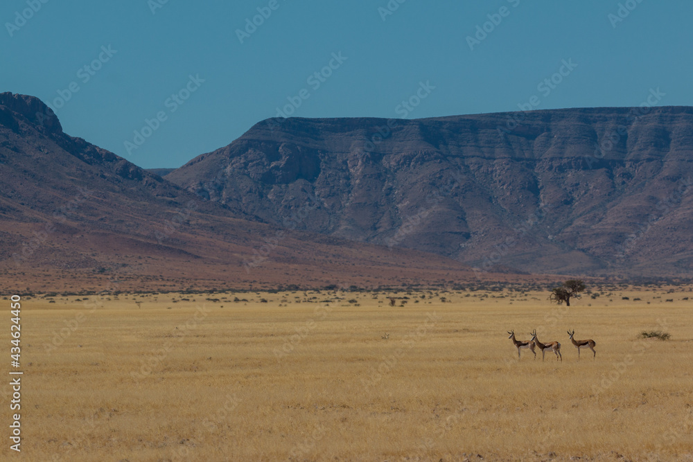 group of springboks in front of mountains in savannah group of springboks in front of mountains in savannah