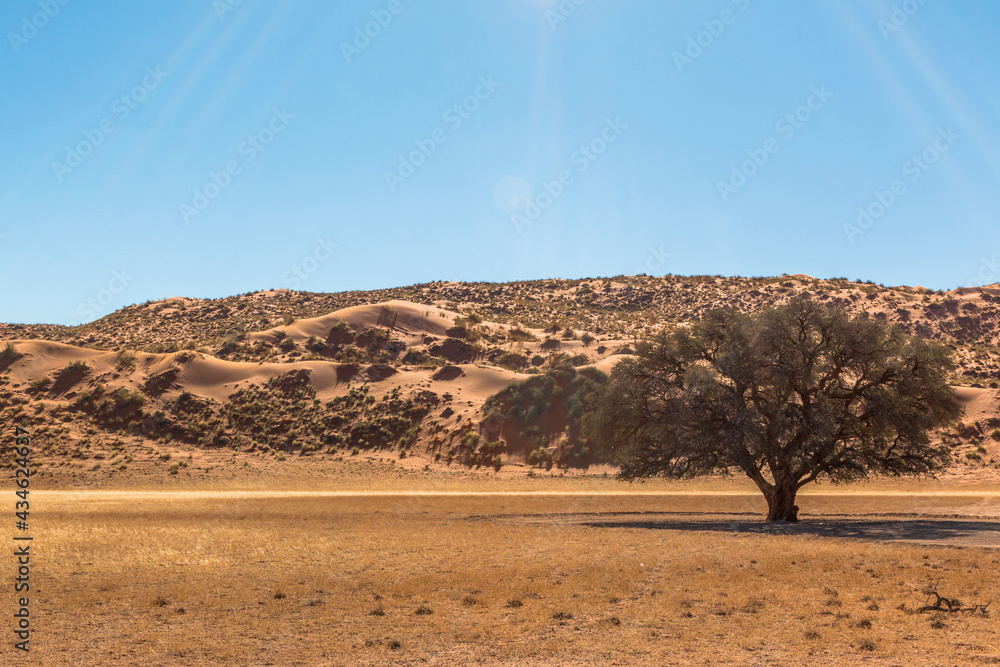 landscape of sossusvlei- acacia tree, savannah and red dunes landscape of sossusvlei- acacia tree, savannah and red dunes