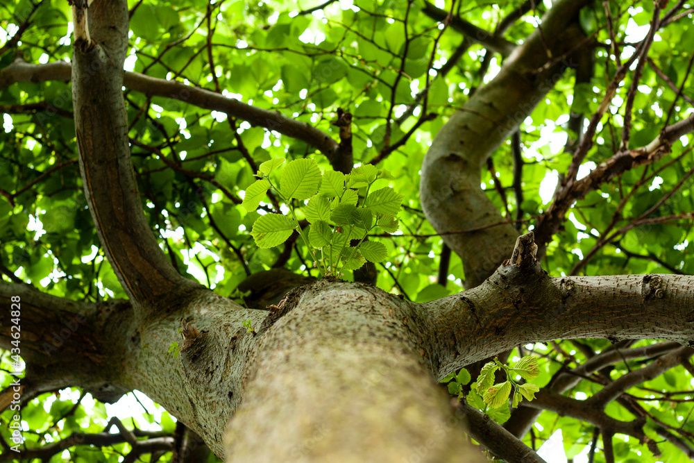 Branches and leaves of wych elm