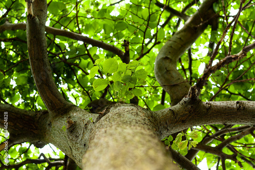 Obraz na płótnie Branches and leaves of wych elm w salonie