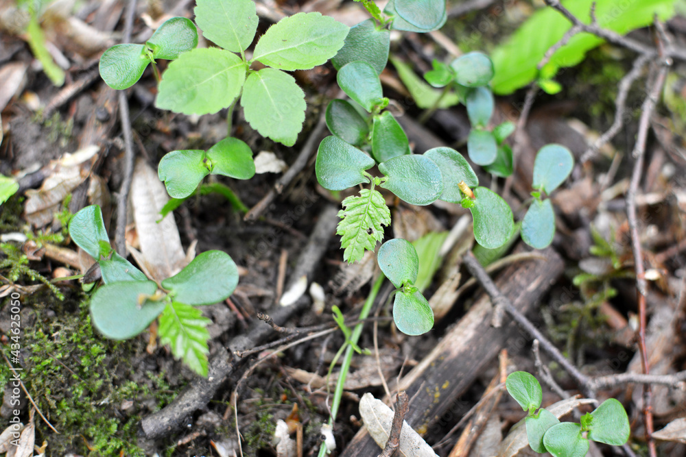 Hornbeam (Carpinus betulus) sprouts germinated in the forest from seed Hornbeam (Carpinus betulus) sprouts germinated in the forest from seed