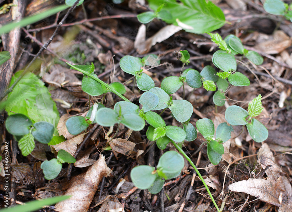 Hornbeam (Carpinus betulus) sprouts germinated in the forest from seed Hornbeam (Carpinus betulus) sprouts germinated in the forest from seed