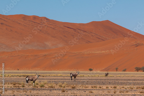 single oryx antelope in typical sossusvlei landscape during 2021 self drive in beautiful light setting