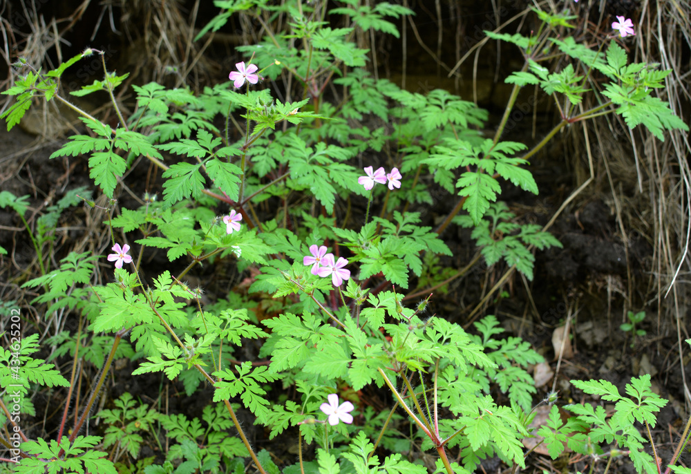 Geranium (Geranium robertianum) grows in nature Geranium (Geranium robertianum) grows in nature