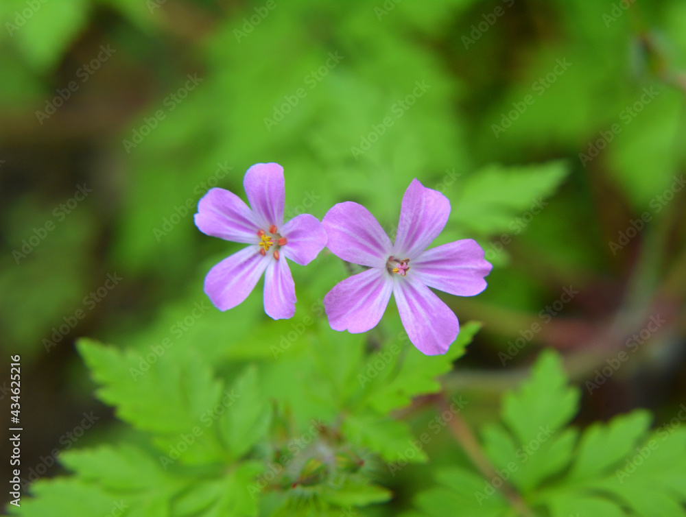 Geranium (Geranium robertianum) grows in nature Geranium (Geranium robertianum) grows in nature