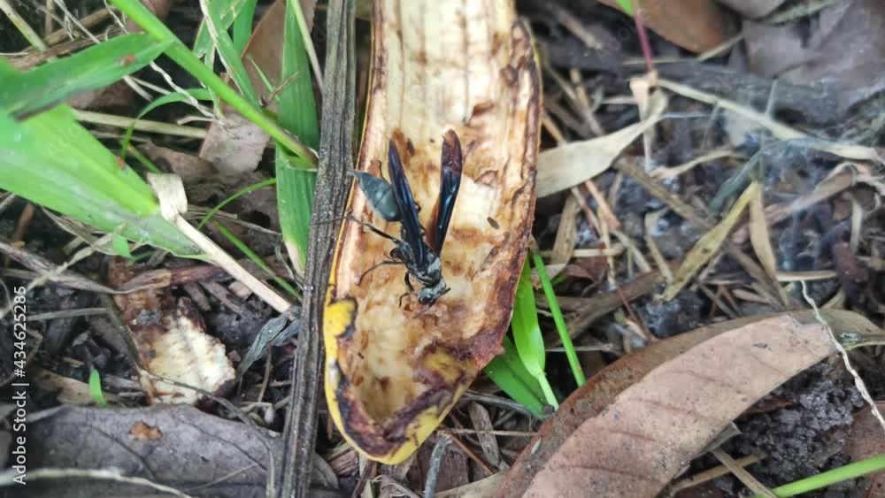 wasp eating banana wasp eating banana
