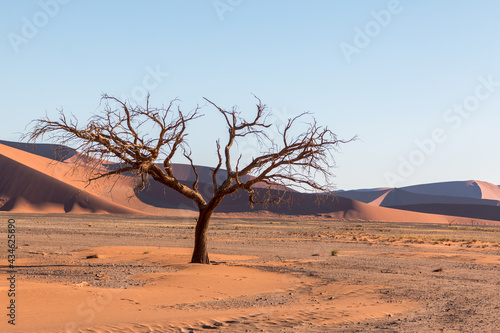 dead tree in namib naukluft national park / sossusvlei- namibian landscape