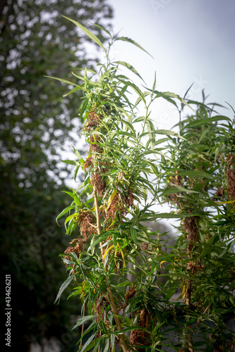 Marijuana flower harvest time. CBD cannabis plant and hemp inflorescence..Cannabis flowers and seeds contain CBD when fully grown..stock footage in herb medical concept.