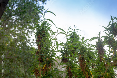 Marijuana flower harvest time. CBD cannabis plant and hemp inflorescence..Cannabis flowers and seeds contain CBD when fully grown..stock footage in herb medical concept.