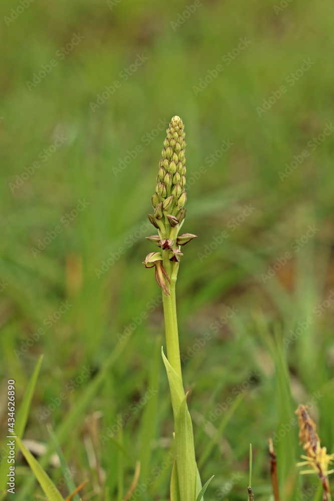 Gerade aufblühendes Ohnhorn (Aceras anthropophorum). Gerade aufblühendes Ohnhorn (Aceras anthropophorum).