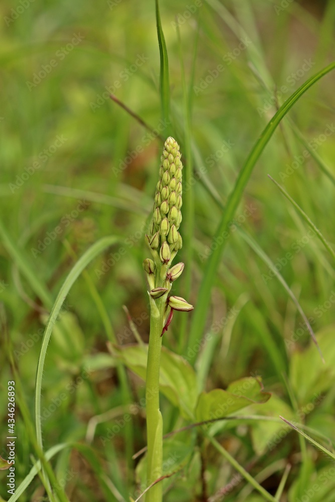 Gerade aufblühendes Ohnhorn (Aceras anthropophorum). Gerade aufblühendes Ohnhorn (Aceras anthropophorum).