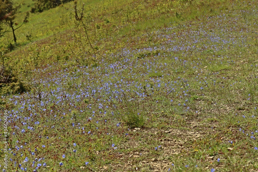 Kalkmagerrasen mit Lothringer Lein (Linum leonii).am Dörnberg Kalkmagerrasen mit Lothringer Lein (Linum leonii).am Dörnberg
