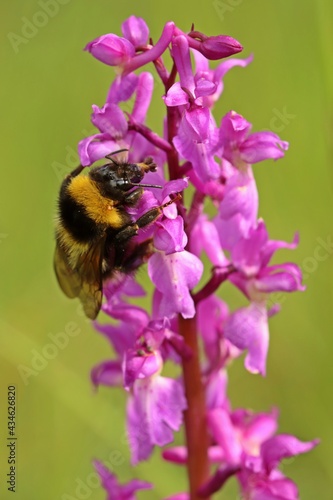 Erdhummel (Bombus terrestris) mit Pollinien auf Stattlichem Knabenkraut (Orchis mascula)