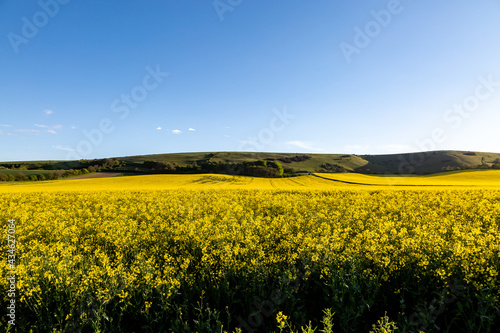 Vibrant Yellow Canola Rapeseed Crops on a Sunny Spring Evening