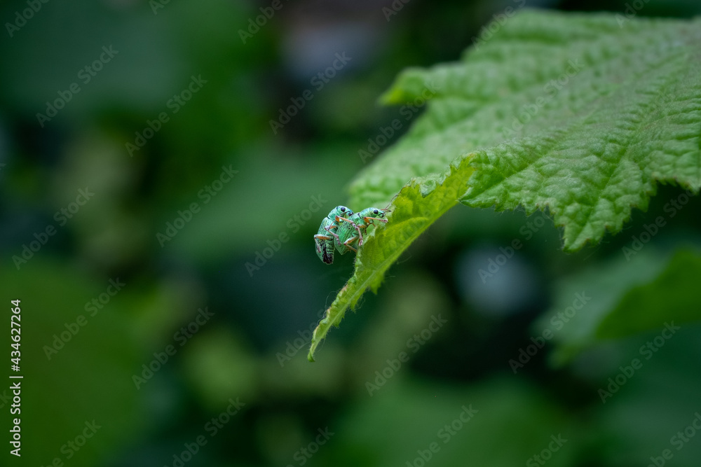 Two green insects that breed on a leaf
