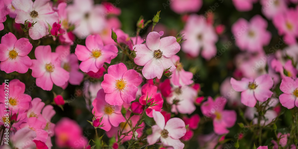 Beautiful bush of pink rose hips in the park