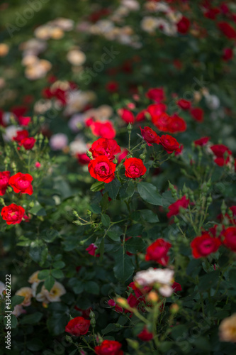 Beautiful red roses bloom in the park on a summer day. Selective focus.