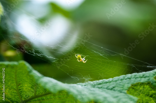 Yellow spider hanging on its web