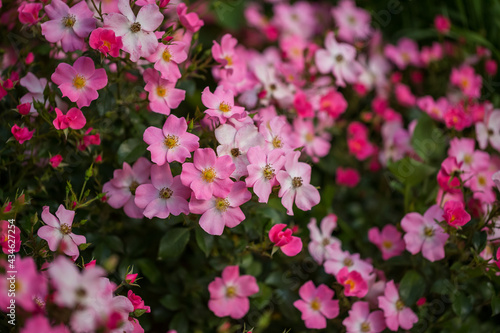 Fototapeta Naklejka Na Ścianę i Meble -  Beautiful bush of pink rose hips in the park