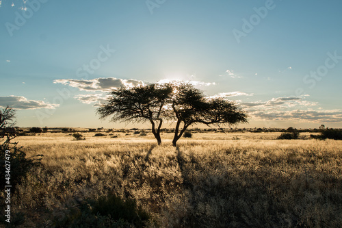 silhouette of acacia tree in sunset light in namibia kalahari desert