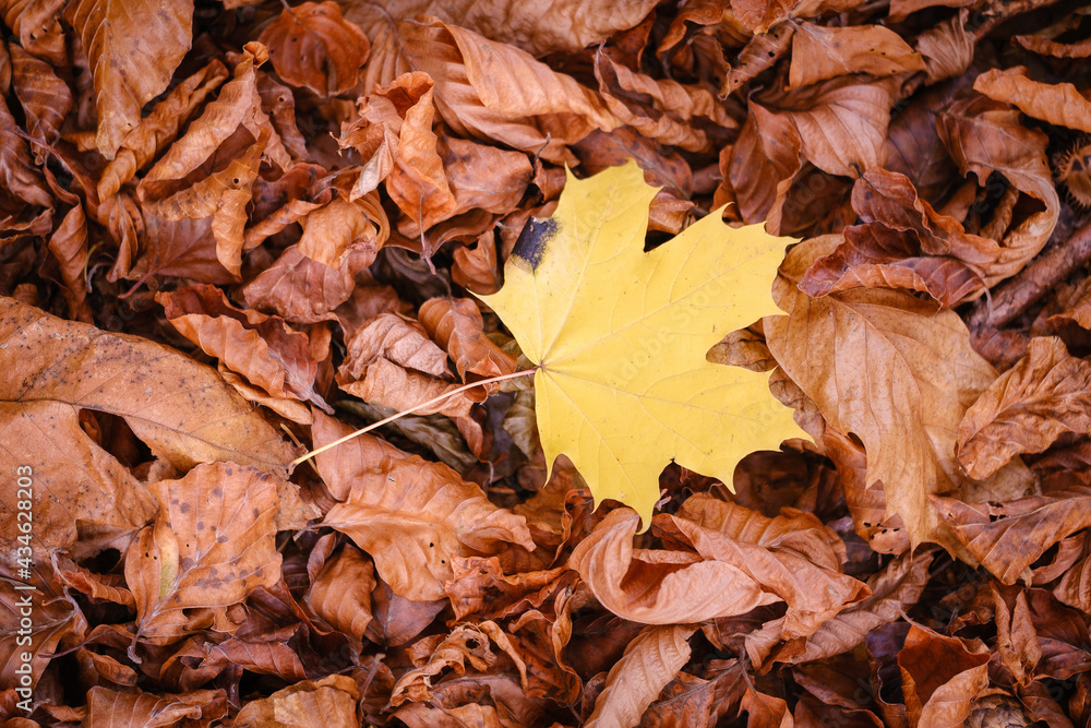 Yellow maple leaf on brown leaves