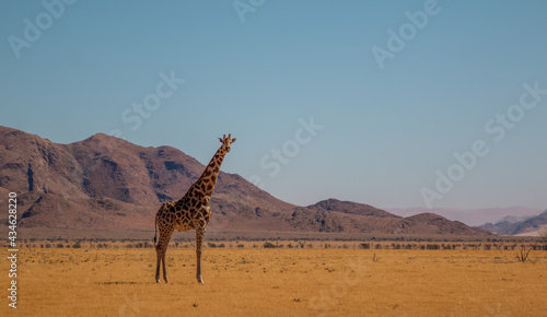 lone giraffe standing in typcial namibian landscape in close tu sossusvlei during selfdrive april 2021