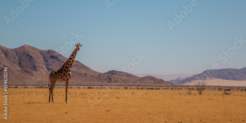 lone giraffe standing in typcial namibian landscape in close tu sossusvlei during selfdrive april 2021