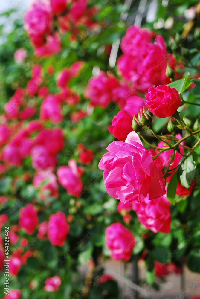 薔薇 薔薇
