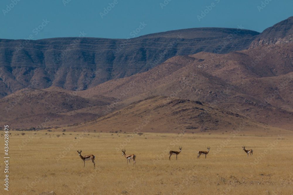 group of springboks in typcial namibian landscape in namib naukluft park during selfdrive april 2021 group of springboks in typcial namibian landscape in namib naukluft park during selfdrive april 2021