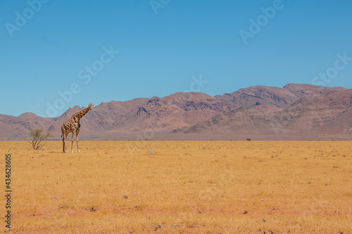 lone giraffe standing in typcial namibian landscape in namib naukluft park during selfdrive april 2021