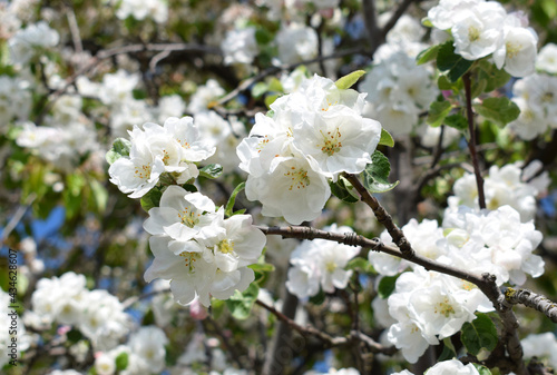 Blooming apple tree in the orchard.