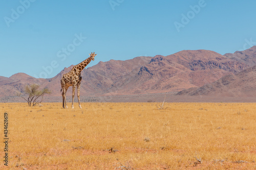 lone giraffe standing in typcial namibian landscape in namib naukluft park during selfdrive april 2021
