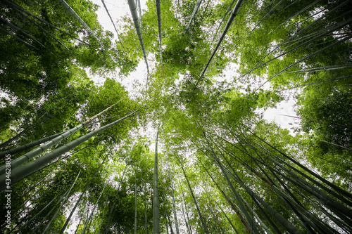 Arashiyama bamboo forest in Kyoto, Japan. Looking up through the green bamboo grove.