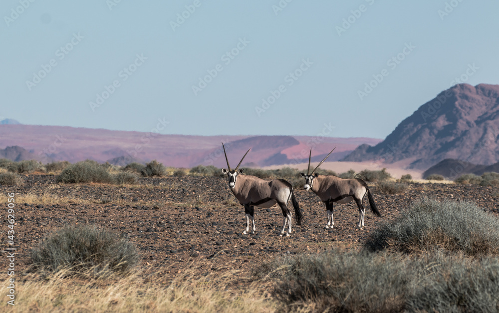 Naklejka premium group of oryx in namibia in april 2021 sossusvlei typcial setting