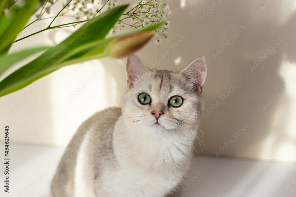 Light gray British cat white, looks up, green eyes, sits next to a bouquet of flowers